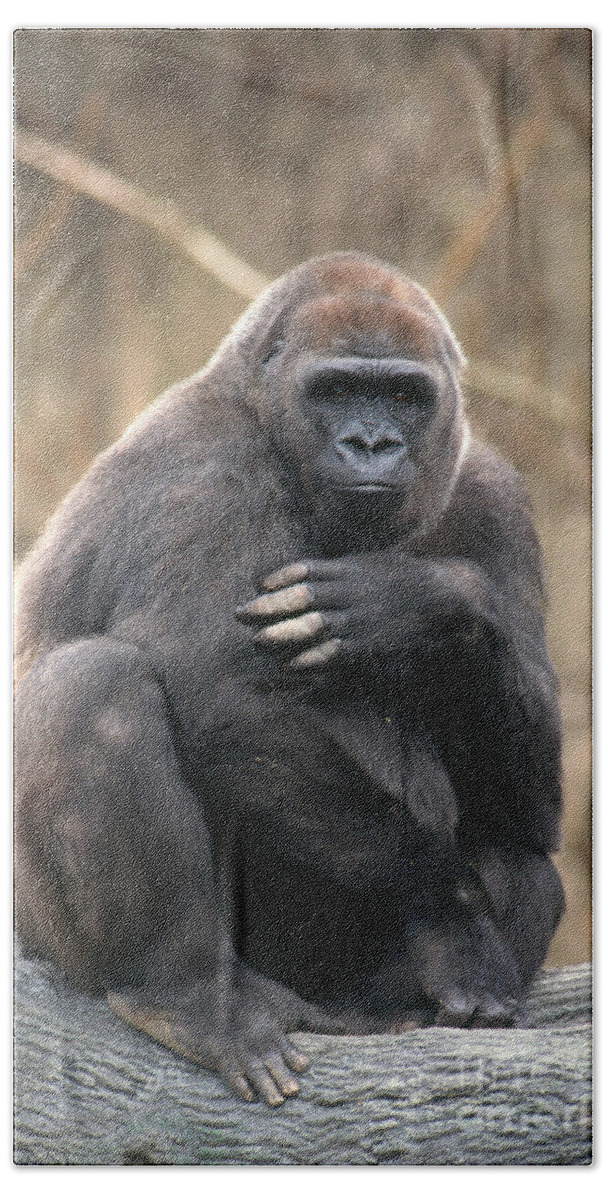 Gorilla Bath Sheet featuring the photograph Lowland Gorilla by David Davis