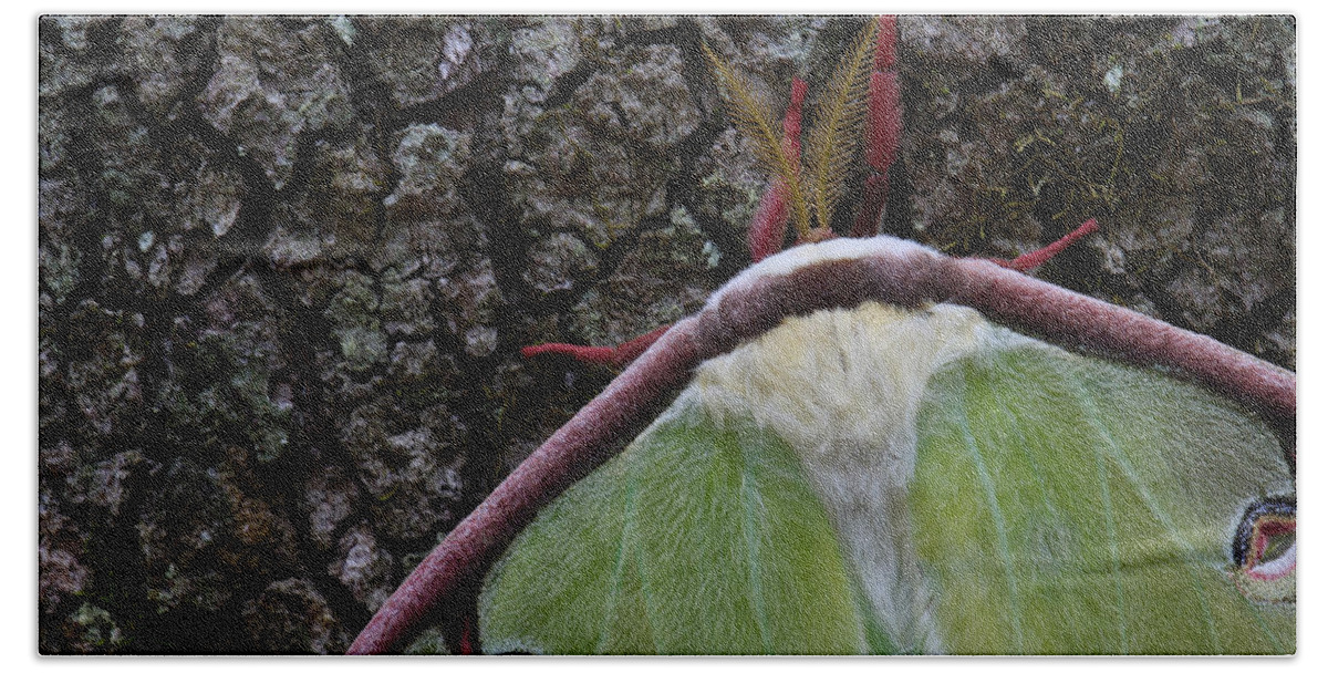 Luna Moth Bath Towel featuring the photograph Luna Moth Detail by Daniel Reed