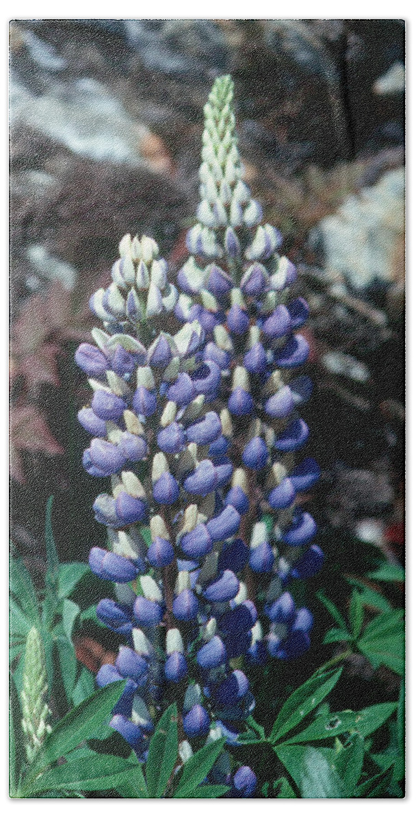 Flower Hand Towel featuring the photograph Lupine 2 by Andy Shomock