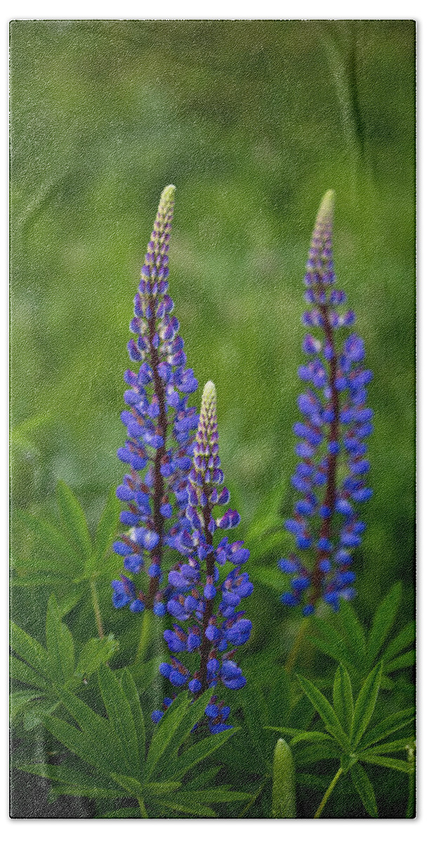 Outdoors Bath Towel featuring the photograph Lupine trio by Eti Reid
