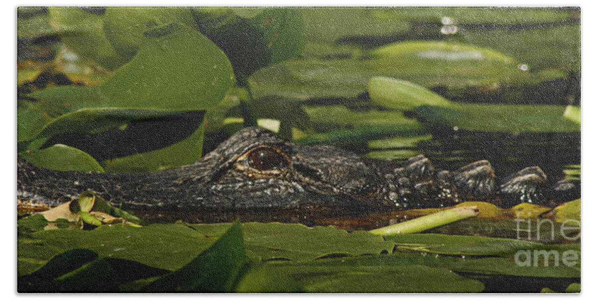 Alligator Bath Towel featuring the photograph Lying in Wait by Vivian Christopher