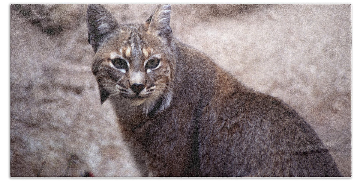 Nature Hand Towel featuring the photograph Lynx Portait 1 by Kae Cheatham