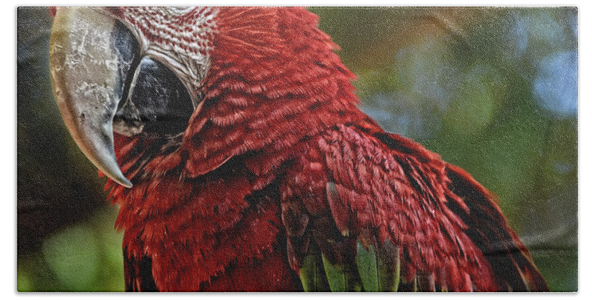 Macaw Bath Towel featuring the photograph Macaw Portrait by Maggy Marsh