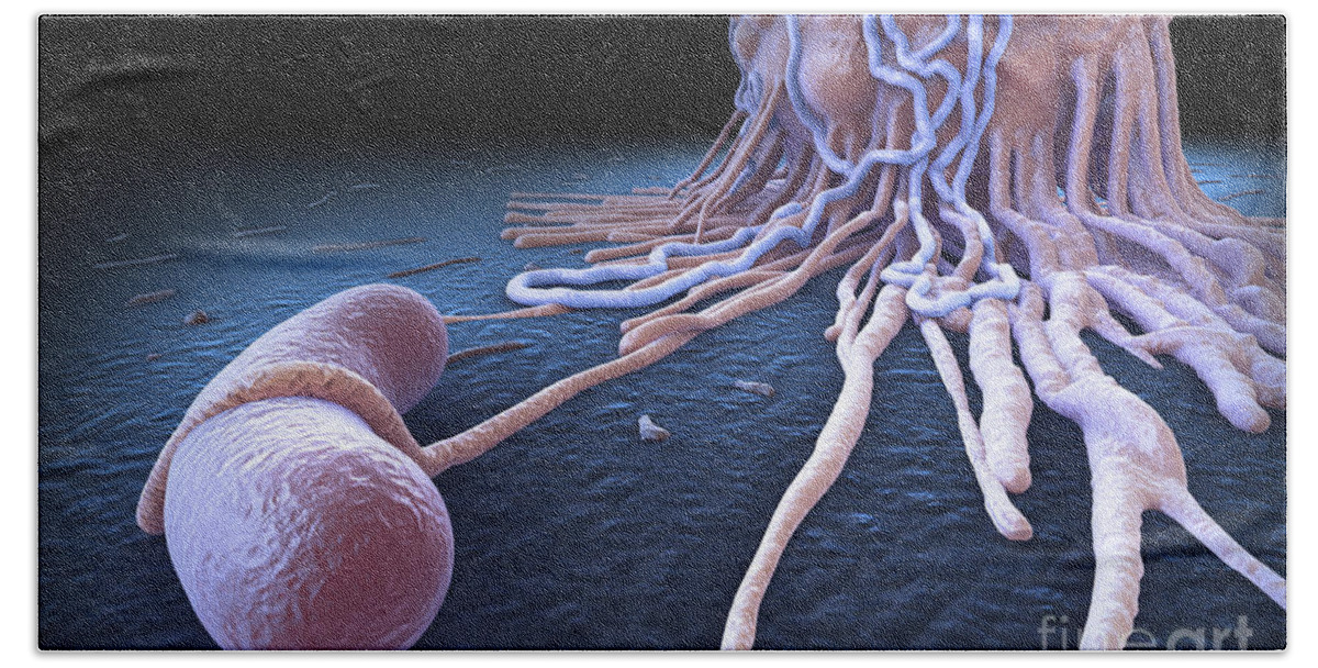Cells Bath Towel featuring the photograph Macrophage Fighting Bacteria by Science Picture Co