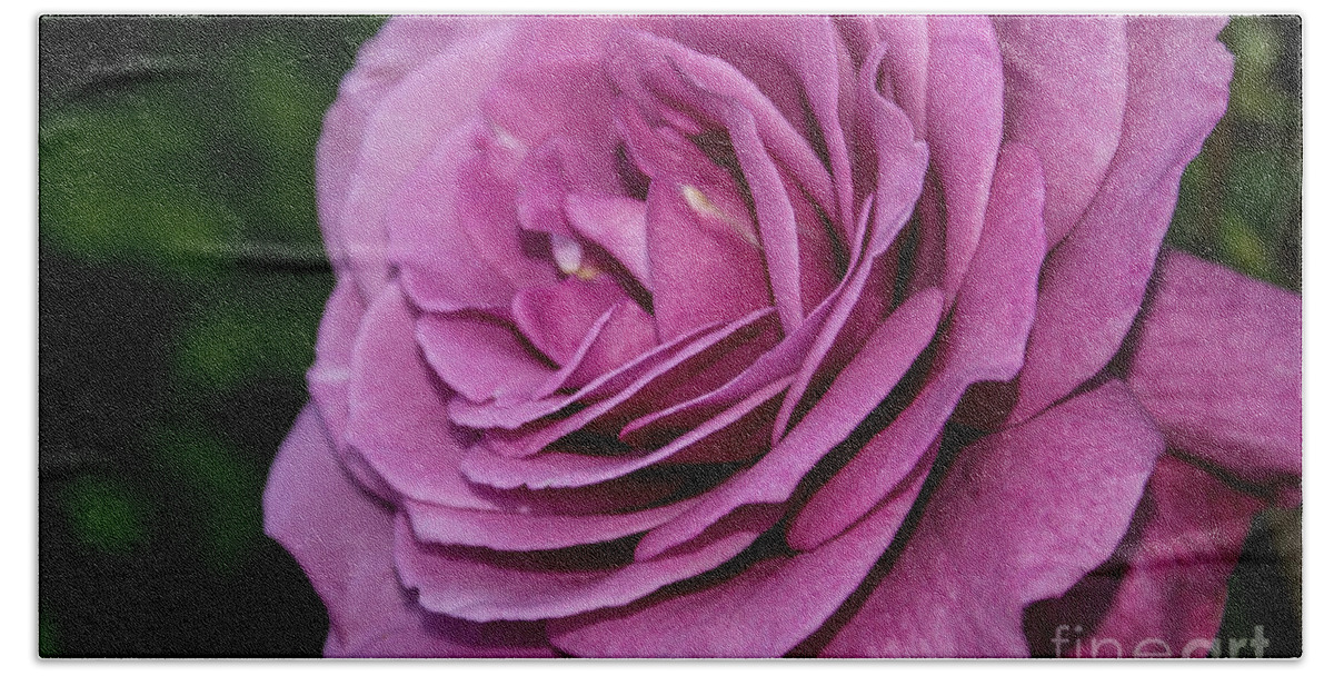 Rosa Bath Towel featuring the photograph Magenta Garden Rose by Jennifer White