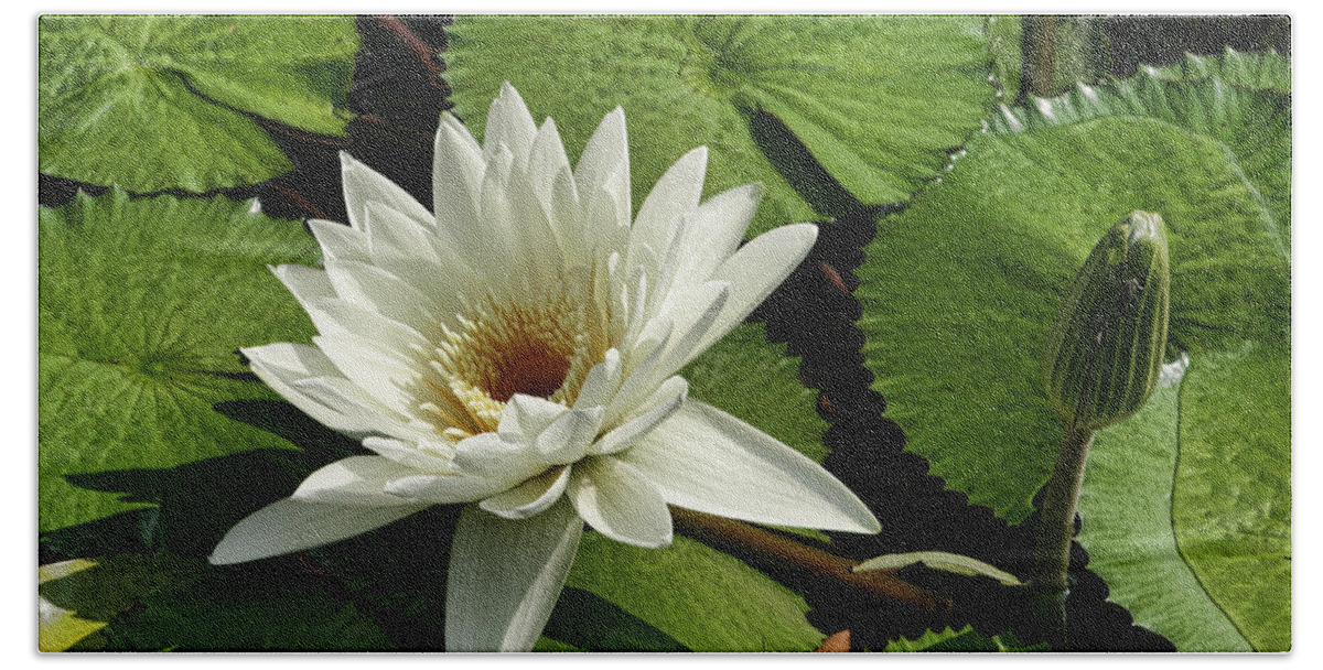 Waterlily Hand Towel featuring the photograph Magnificent White Water Lily by Kathy Clark