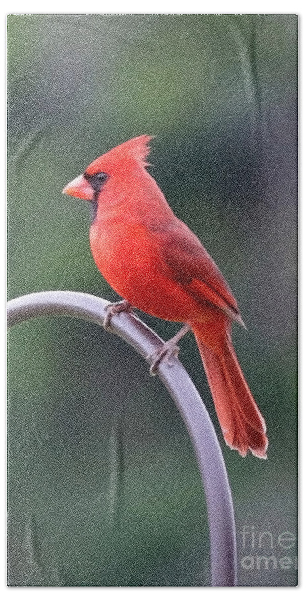 Cardinal Bath Sheet featuring the photograph Majestic Cardinal by Carol Groenen