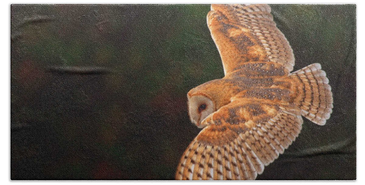 Barn Owl Bath Towel featuring the photograph Majestic Flight by Beth Sargent