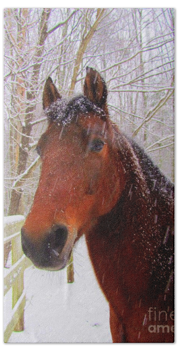 Morgan Horse Hand Towel featuring the photograph Majestic Morgan Horse by Elizabeth Dow
