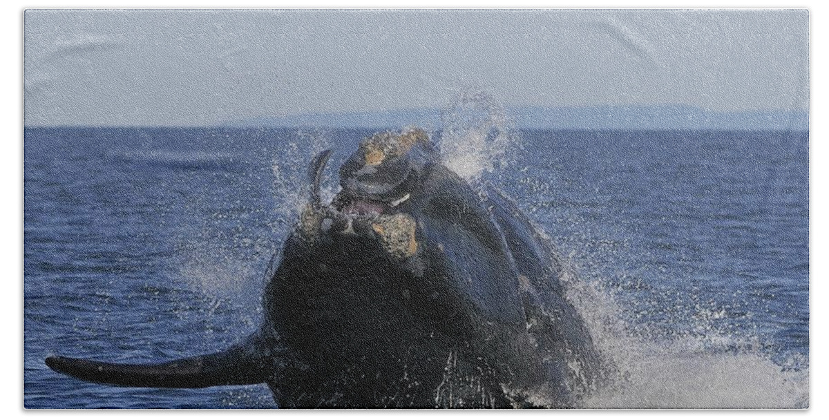 Right Whale Breach Bath Towel featuring the photograph Making A Splash by Tony Beck
