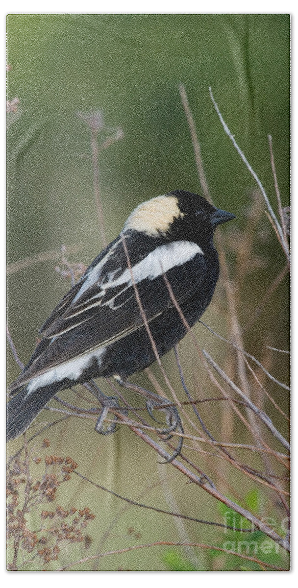 Male Hand Towel featuring the photograph Male Bobolink by Linda Freshwaters Arndt