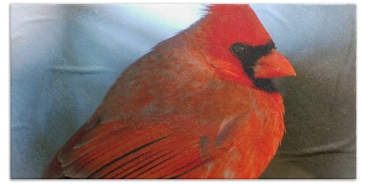 Male Cardinal Bath Towel featuring the photograph Male Cardinal by Kerri Farley