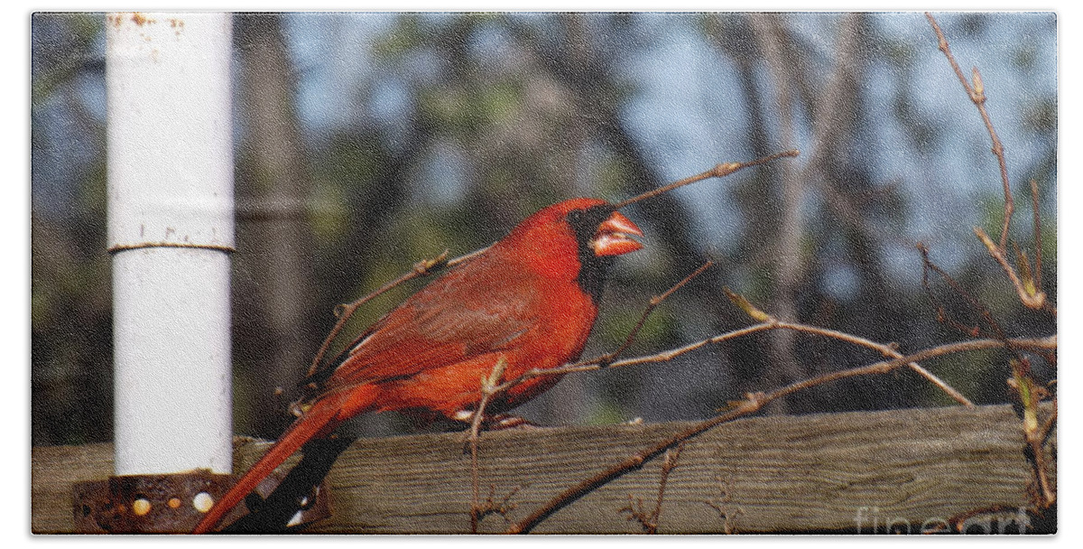 Bird Hand Towel featuring the photograph Male Cardinal on Fence by Brenda Brown