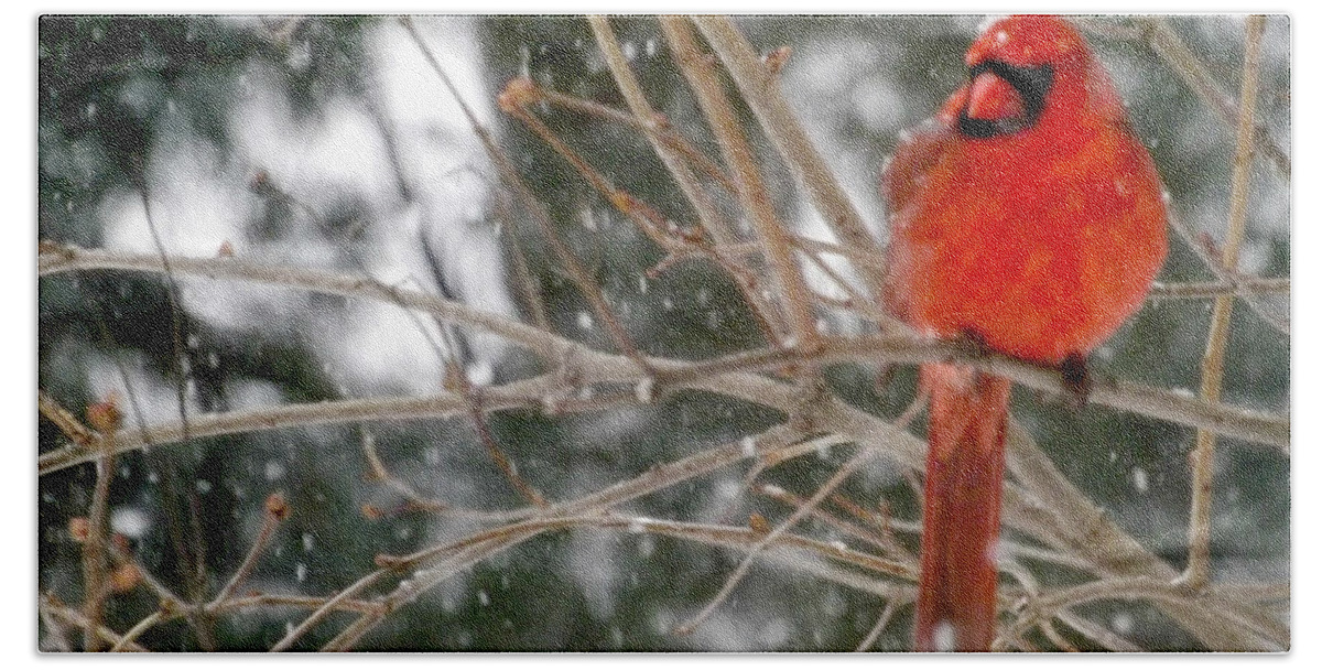Male Cardinal Waiting For Spring Hand Towel featuring the photograph Male Cardinal Waiting For Spring by Deb Schense