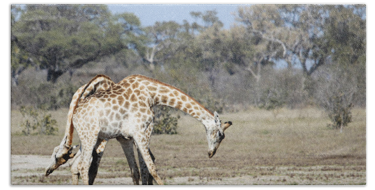 Giraffe Bath Towel featuring the photograph Male Giraffes necking by Liz Leyden