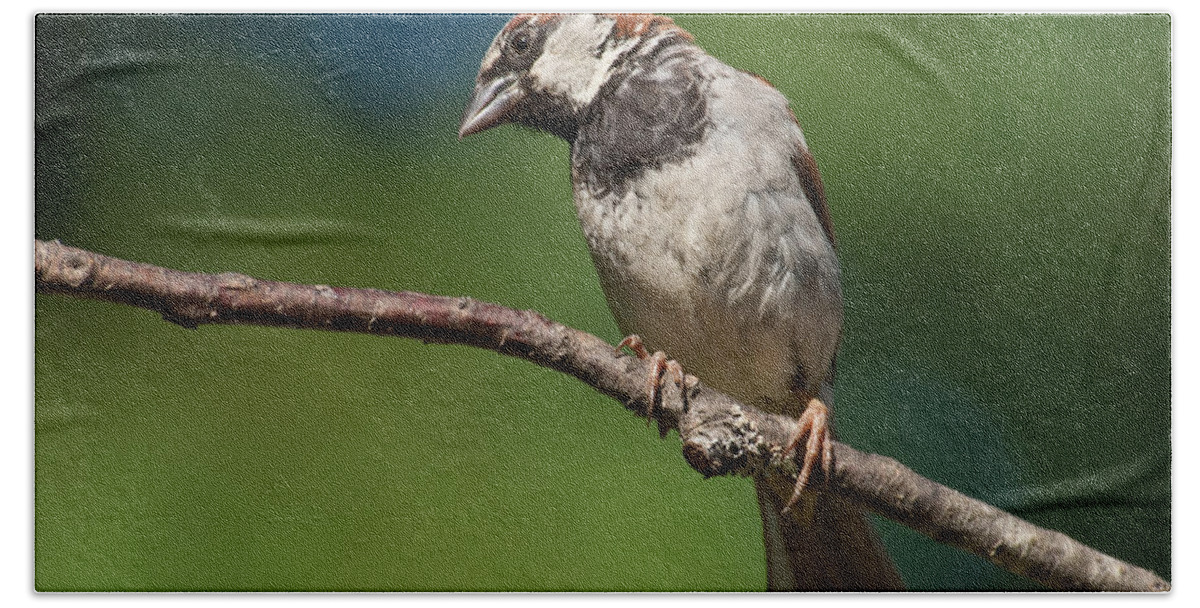 Animal Bath Towel featuring the photograph Male House Sparrow Perched in a Tree by Jeff Goulden