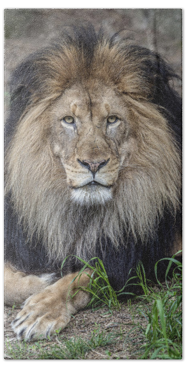 Wildlife Hand Towel featuring the photograph Male Lion Portrait by William Bitman