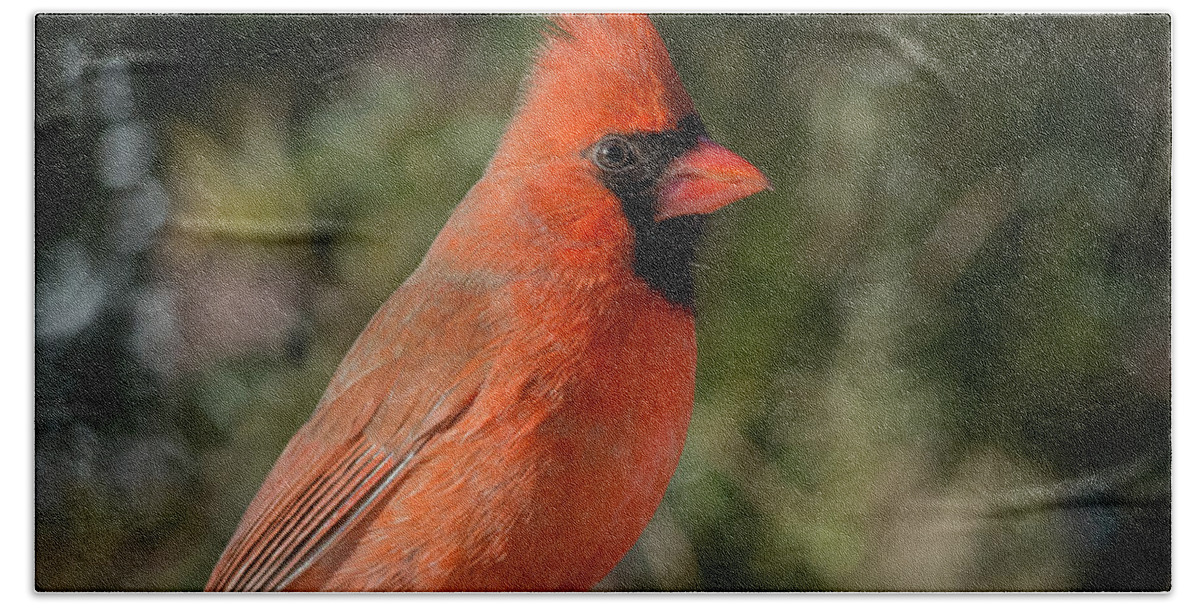 Male Northern Cardinal Close Up Hand Towel featuring the photograph Male Northern Cardinal 3 by Kenneth Cole