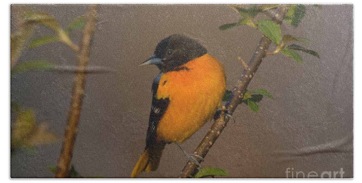 Male Northern Oriole Hand Towel featuring the photograph Male Northern Oriole by Thomas and Pat Leeson