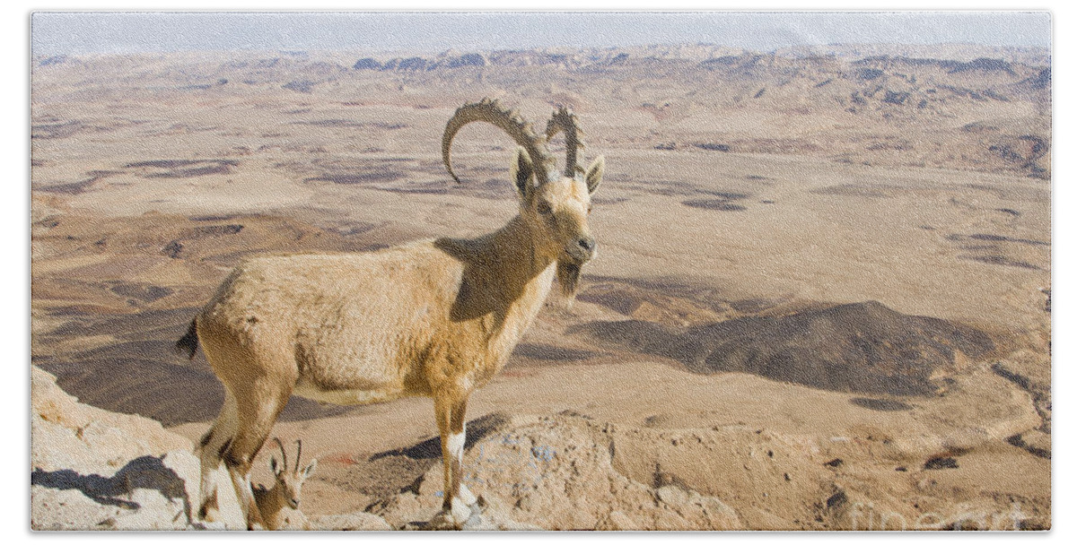 Animal Bath Towel featuring the photograph Male Nubian Ibex Capra ibex nubiana 1 by Eyal Bartov
