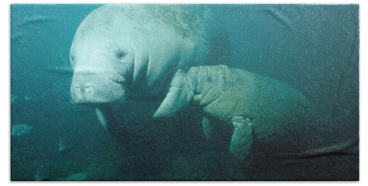 West Indian Manatee Hand Towel featuring the photograph Manatee Nursing Calf by Andrew J. Martinez