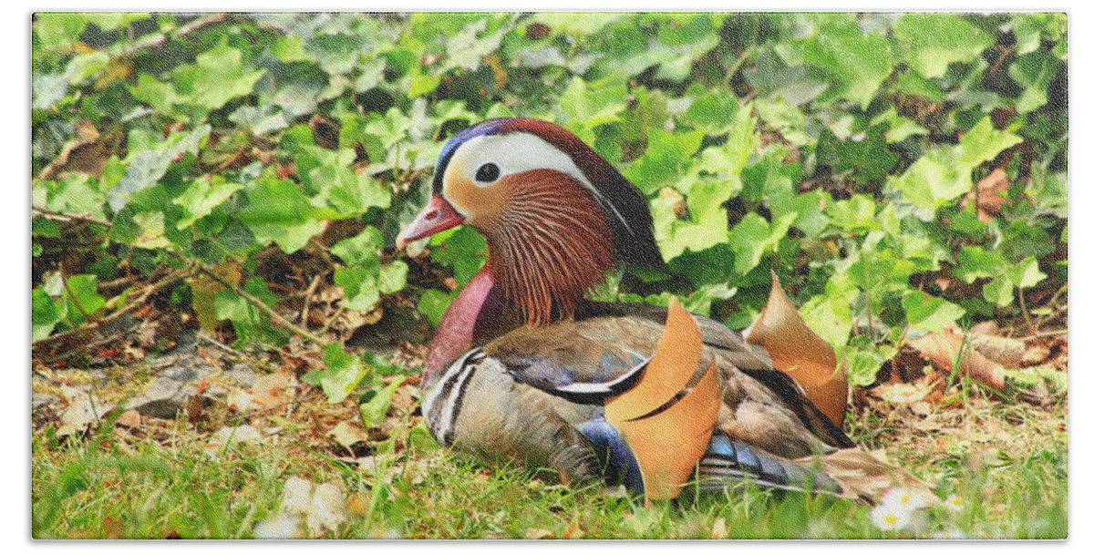 Animal Hand Towel featuring the photograph Mandarin Duck in the grass by Amanda Mohler