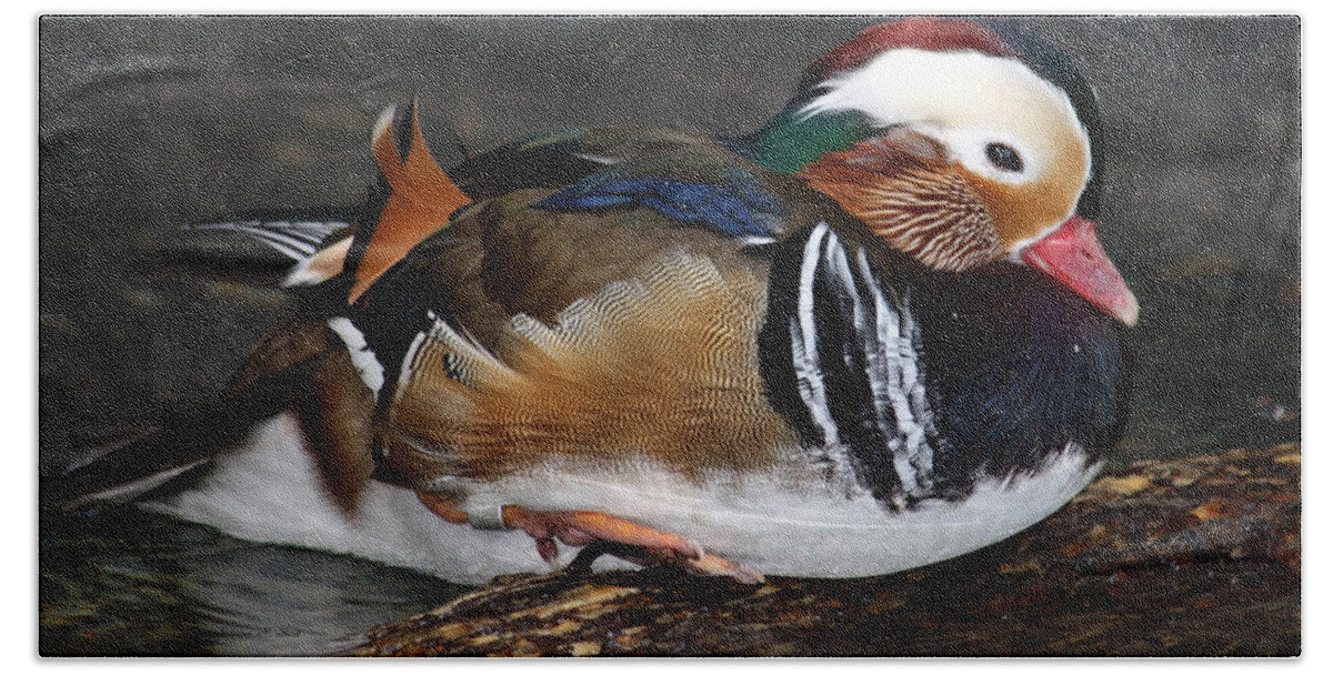 Colorful Plumage Bath Towel featuring the photograph Mandarin Duck by Suzanne Stout