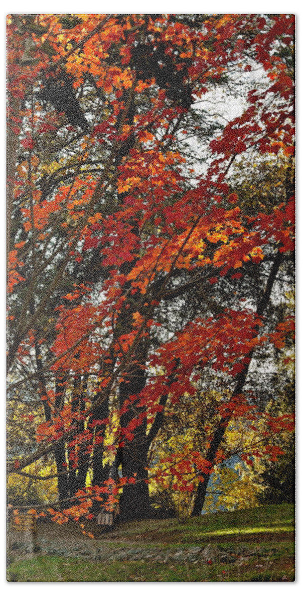 Fall Foliage Bath Towel featuring the photograph Maple Glory in Paradise by Michele Myers