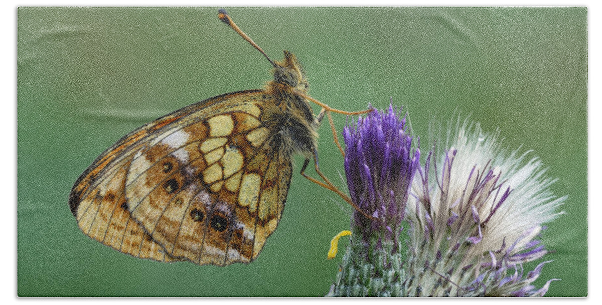 Feb0514 Hand Towel featuring the photograph Marbled Fritillary On Thistle Swiss Alps by Thomas Marent