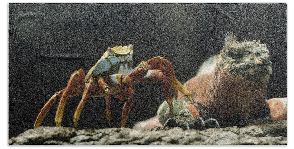 Feb0514 Bath Towel featuring the photograph Marine Iguana And Sally Lightfoot Crab by Tui De Roy