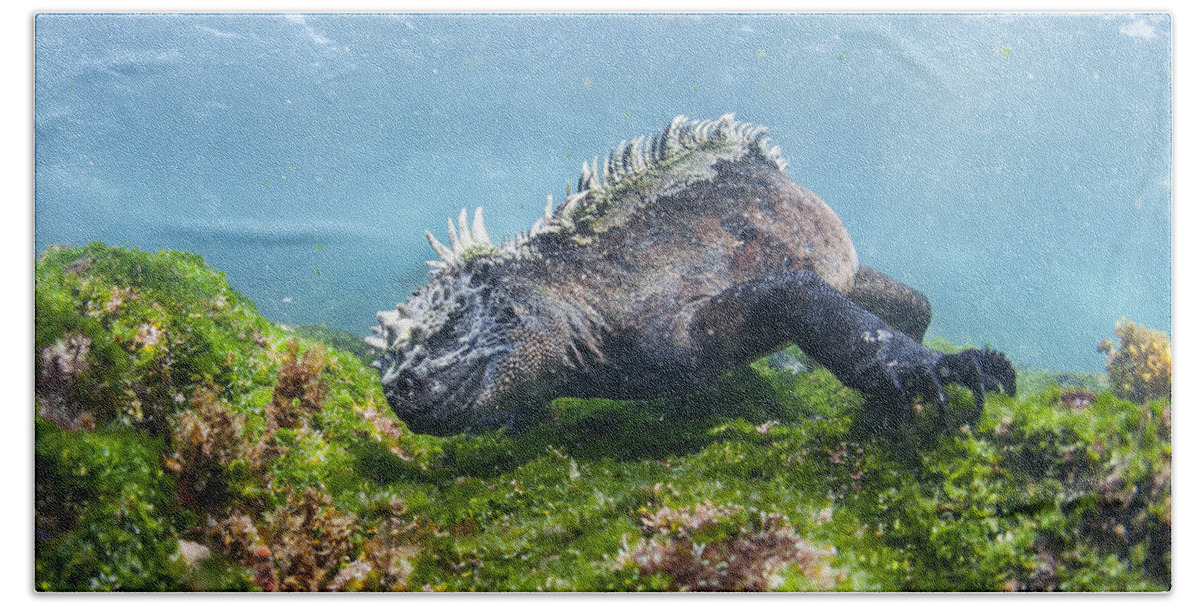 Tui De Roy Bath Towel featuring the photograph Marine Iguana Feeding On Algae Punta by Tui De Roy