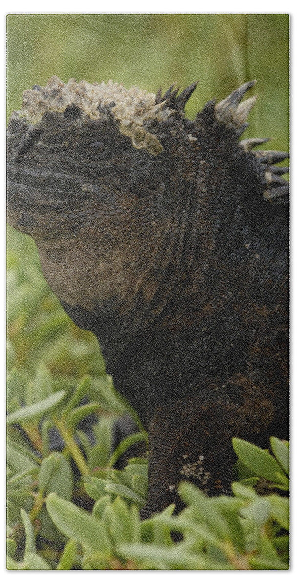 Feb0514 Bath Towel featuring the photograph Marine Iguana Galapagos Islands by Pete Oxford