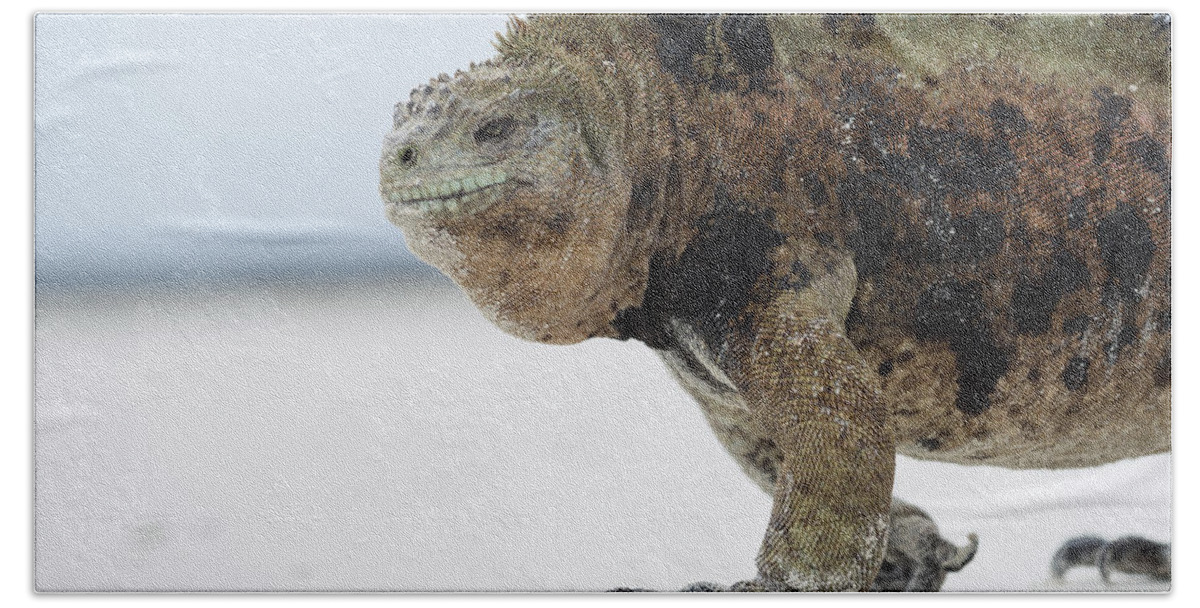 Tui De Roy Bath Towel featuring the photograph Marine Iguana Male Turtle Bay Santa by Tui De Roy