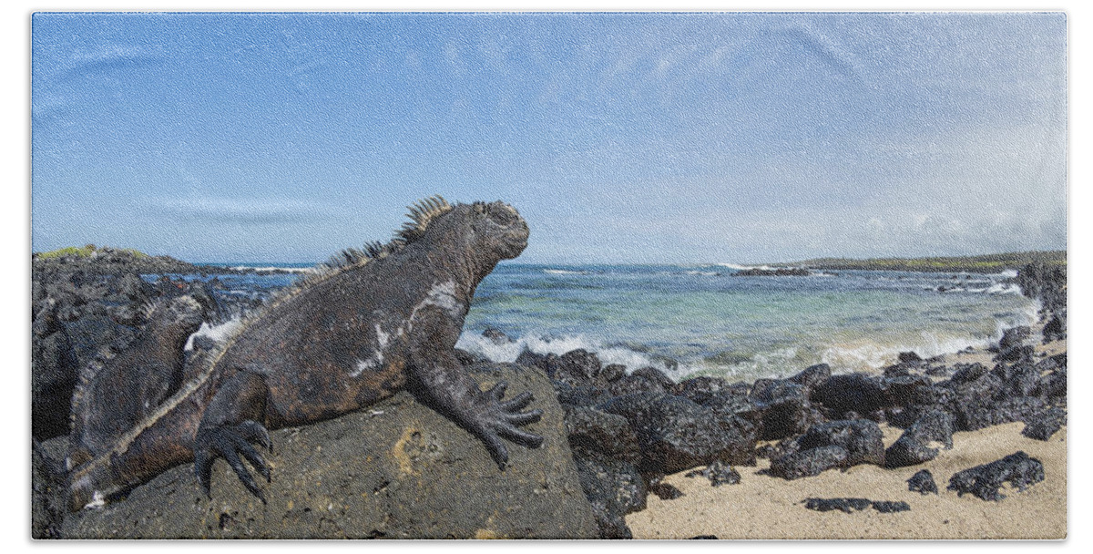 534132 Bath Towel featuring the photograph Marine Iguana Santa Cruz Isl Galapagos by Tui De Roy