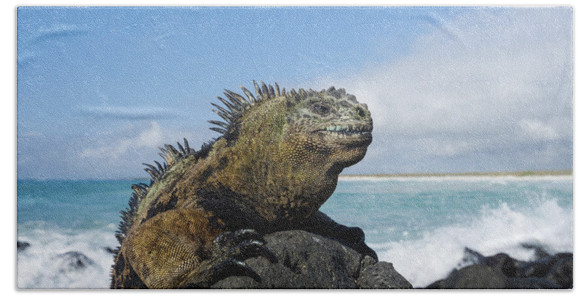 Tui De Roy Bath Towel featuring the photograph Marine Iguana Turtle Bay Santa Cruz by Tui De Roy