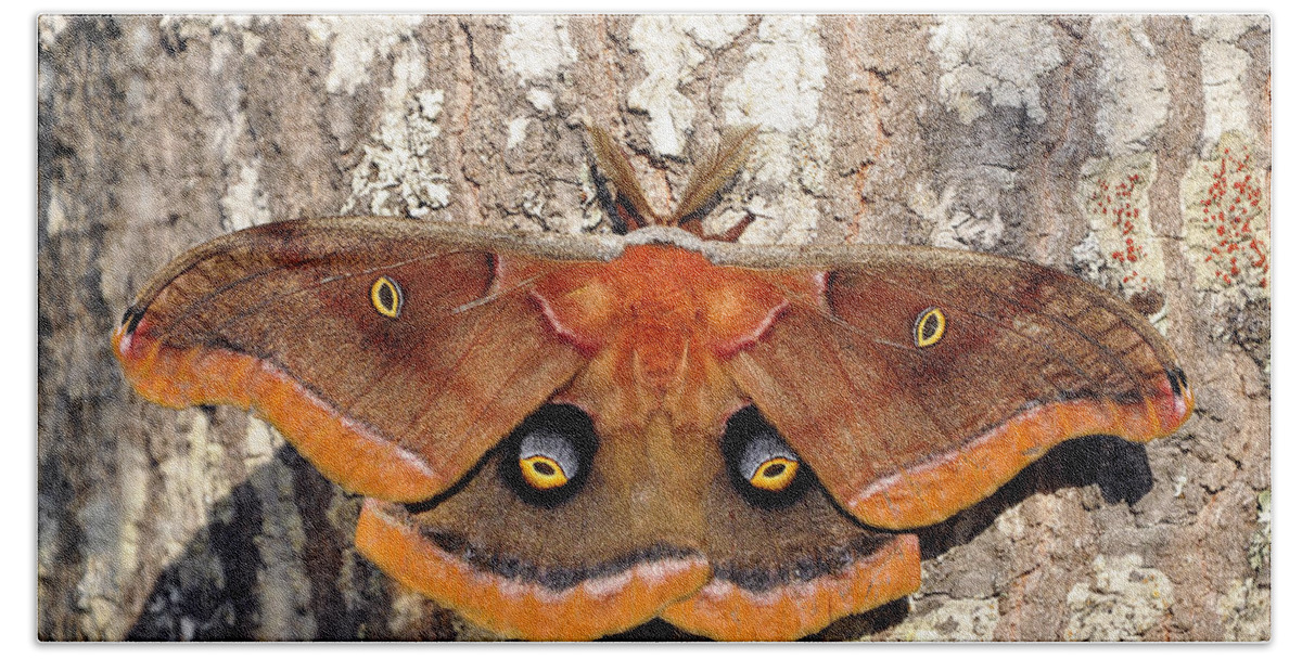Giant Silk Moth Bath Towel featuring the photograph Marvelous Moth by Al Powell Photography USA
