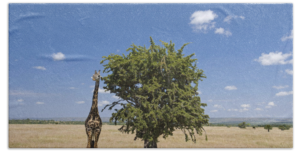 Flpa Hand Towel featuring the photograph Masai Giraffe Beside Tree Masai Mara by Elliott Neep