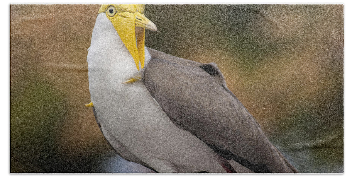 Masked Lapwing Hand Towel featuring the photograph Masked Lapwing by Carolyn Marshall