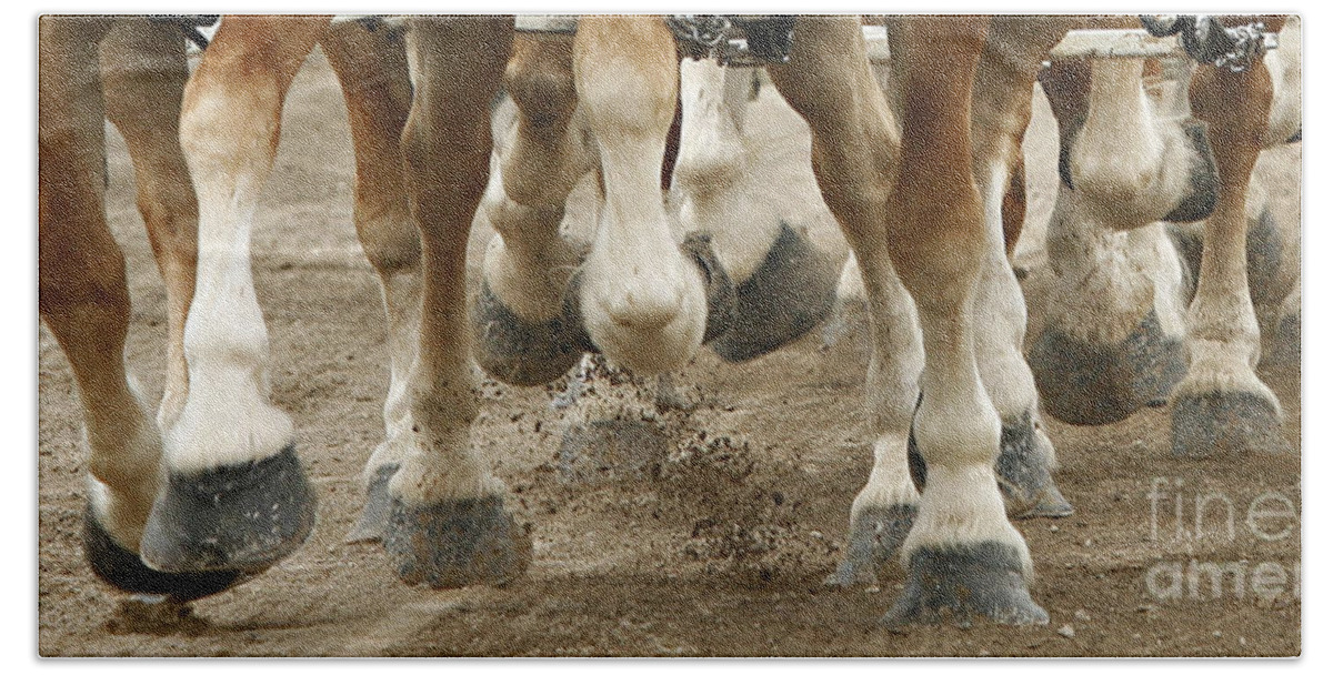 Belgian Horses Hand Towel featuring the photograph Match 'em Up by Carol Lynn Coronios