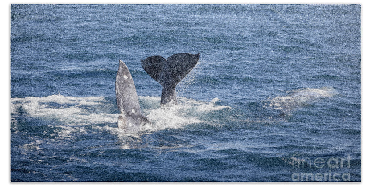 Whale Bath Towel featuring the photograph Mating Time by David Millenheft