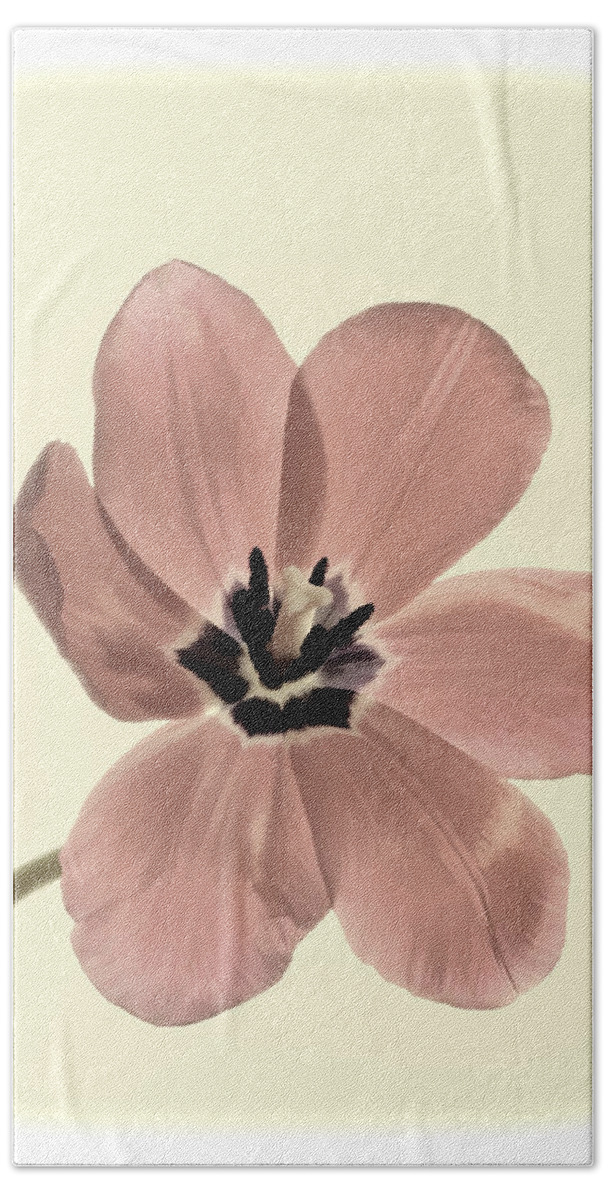 Flower Hand Towel featuring the photograph Mauve Tulip Transparency by Phyllis Meinke