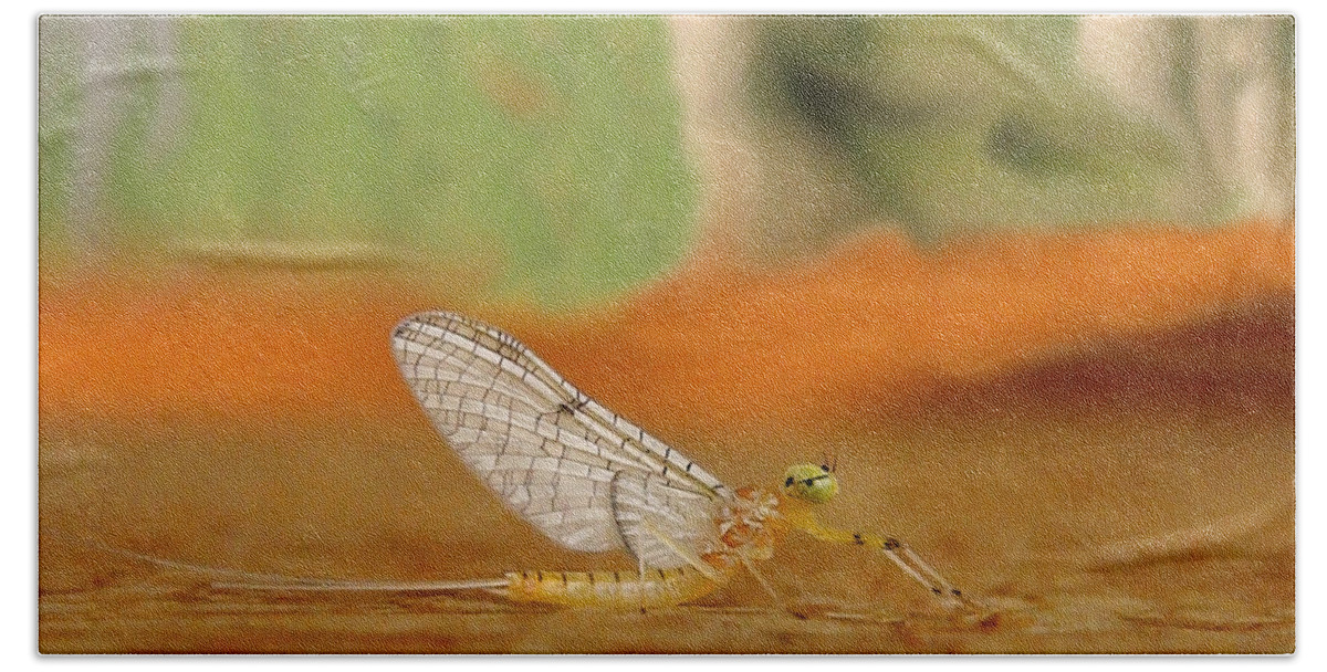 Mayfly Hand Towel featuring the photograph Mayfly Art by Thomas Young