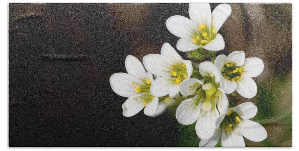 Meadow Saxifrage Bath Towel featuring the photograph Meadow Saxifrage by Torbjorn Swenelius