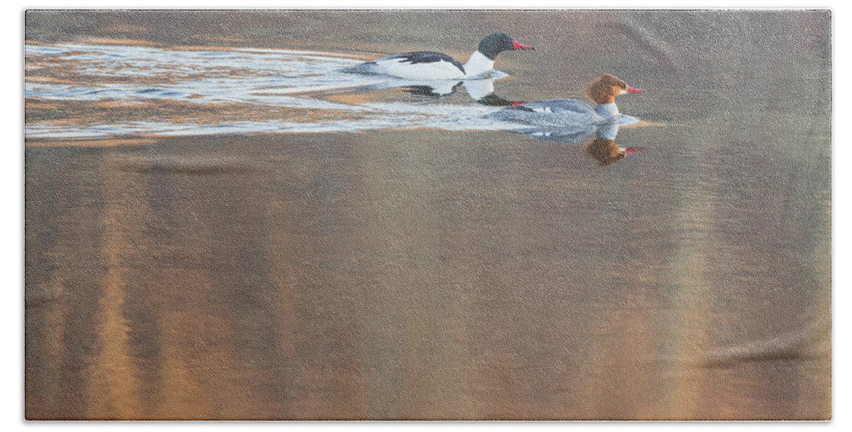 Reflection Bath Sheet featuring the photograph Merganser Morning by Bill Wakeley