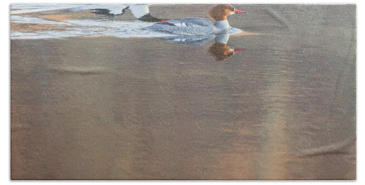 Reflection Bath Towel featuring the photograph Merganser Morning Square by Bill Wakeley