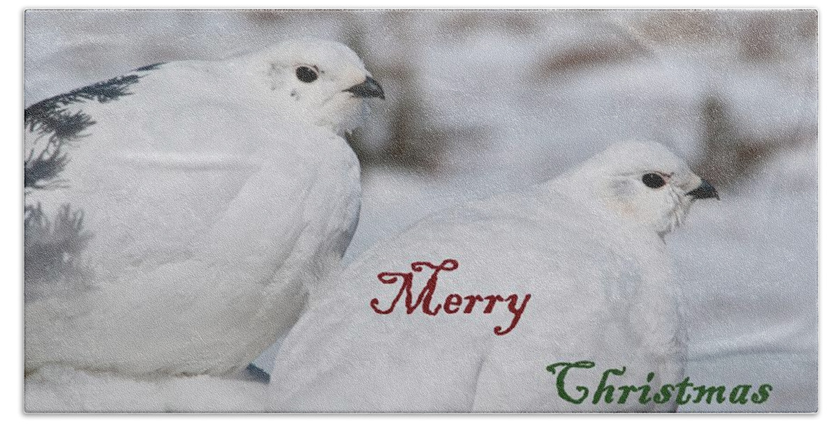 White-tailed Ptarmigan Bath Towel featuring the photograph Merry Christmas - Winter Ptarmigan by Cascade Colors