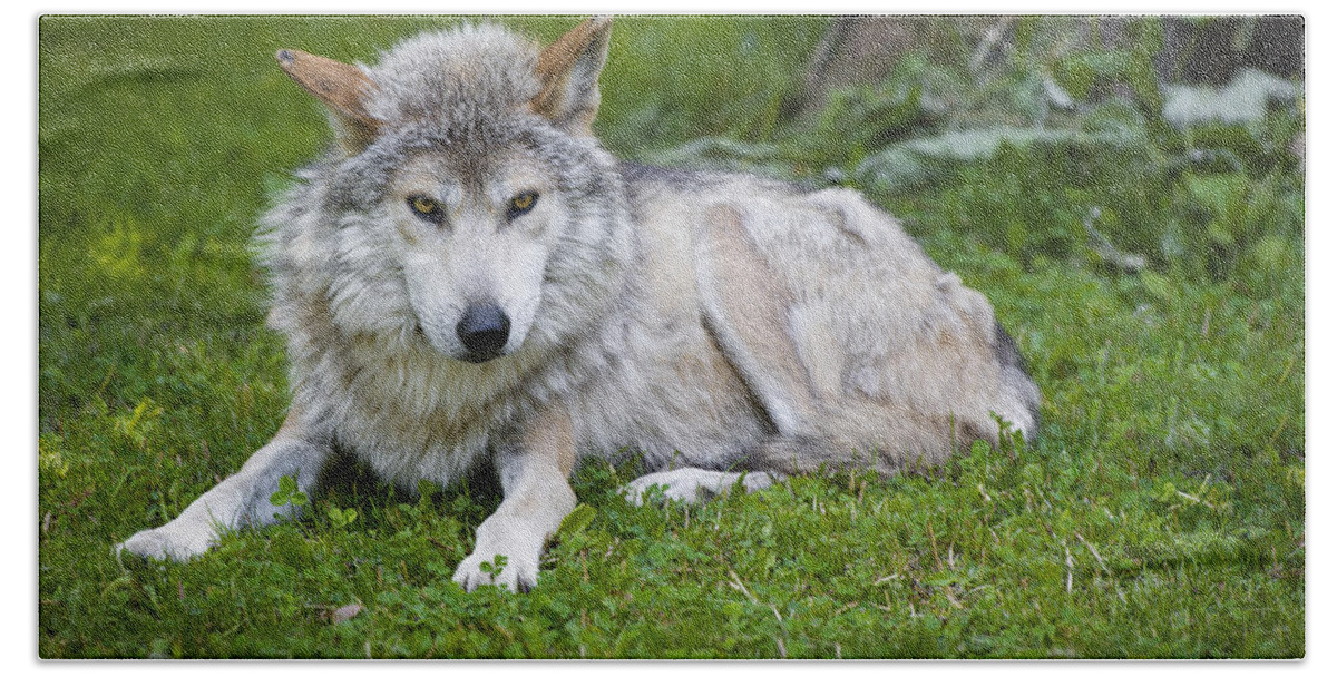 Canis Lupus Baileyi Bath Towel featuring the photograph Mexican Gray Wolf by Sebastian Musial