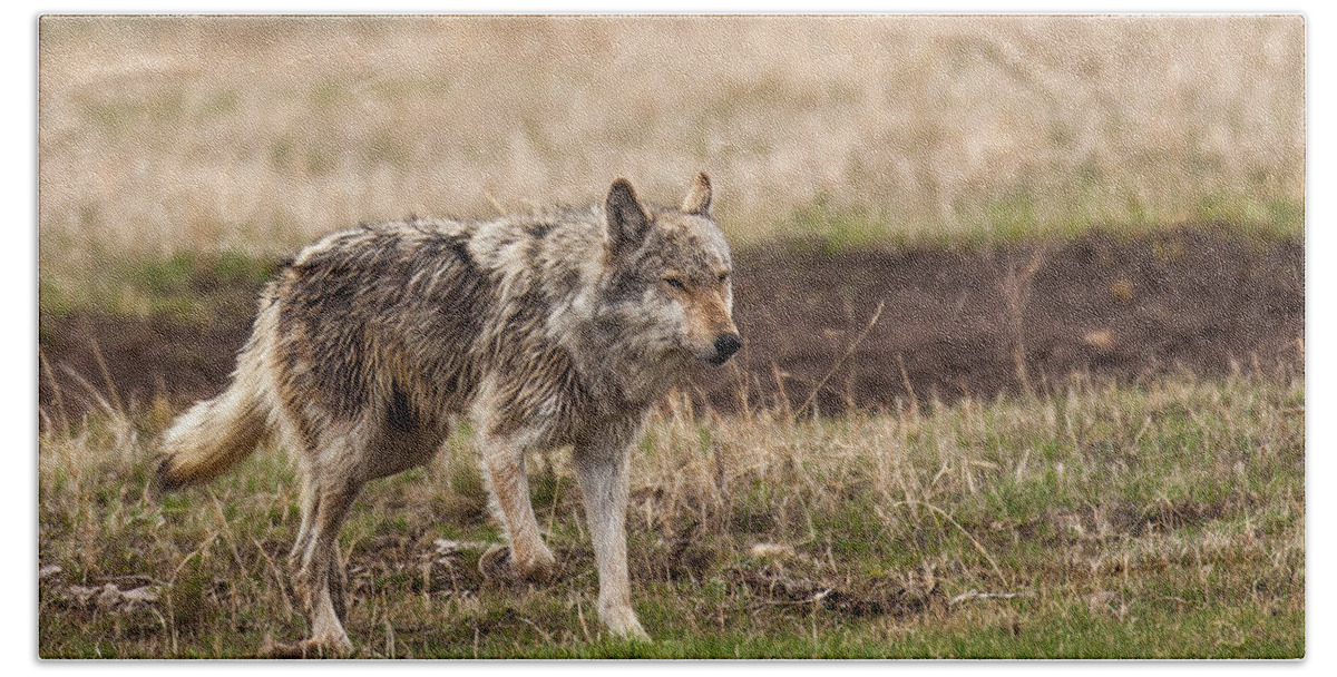 Wolf Bath Towel featuring the photograph Middle Gray by Kevin Dietrich