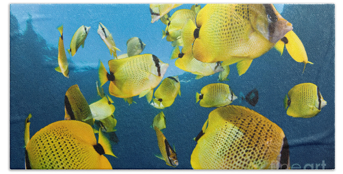 Millet Butterflyfish Bath Towel featuring the photograph Millet Butterflyfish by David Fleetham