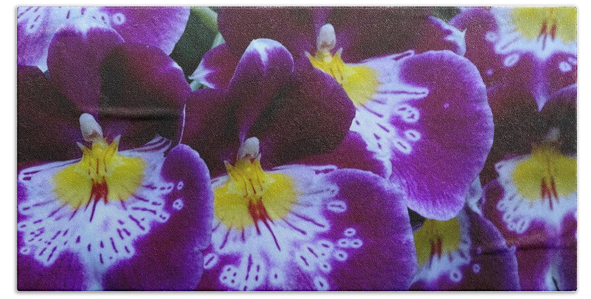 Miltoniopsis Hand Towel featuring the photograph Miltoniopsis Orchids 6 by Heather Jane